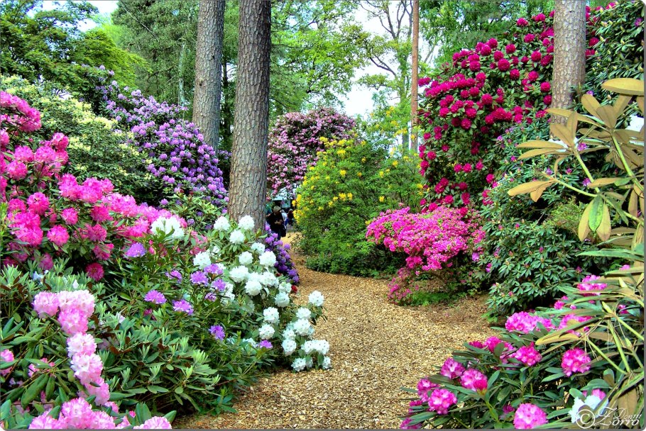 Роза дерево рододендрон