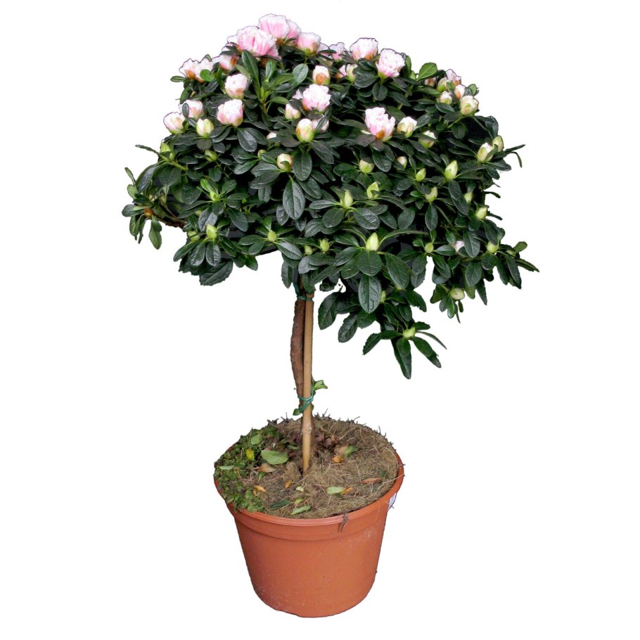 Азалия рододендрон дерево