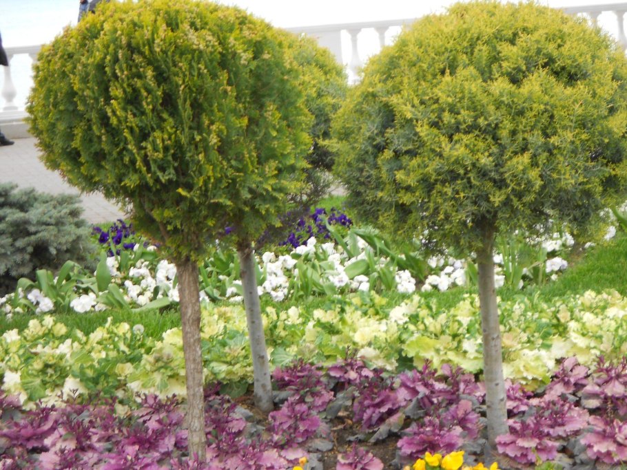 Азалия рододендрон древовидная