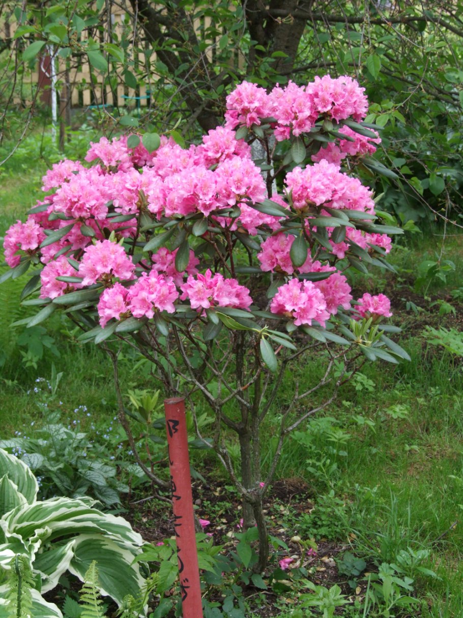 Азалия Индика штамбовая