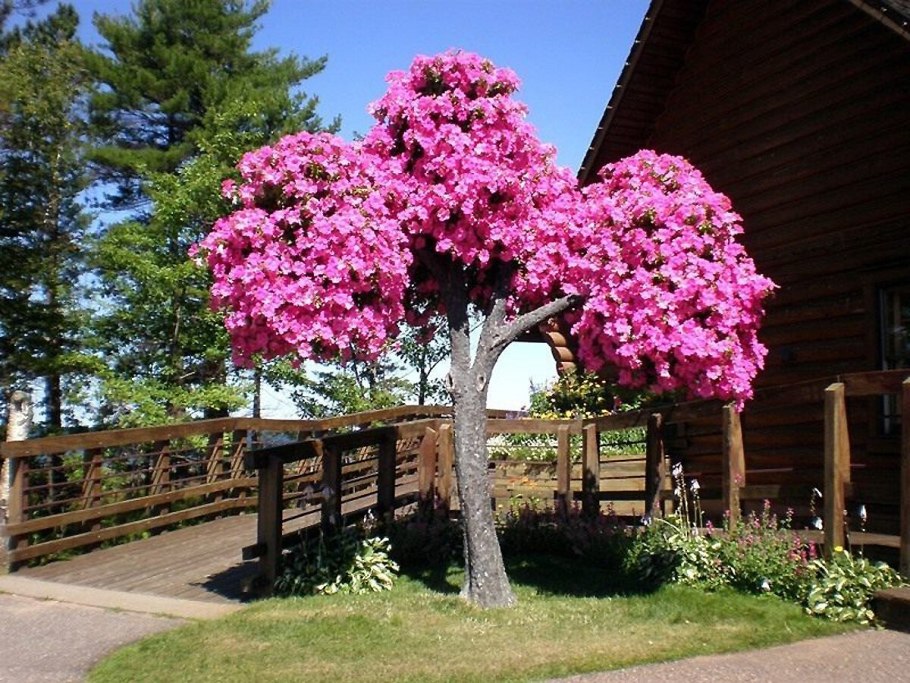 Рододендрон кустарник