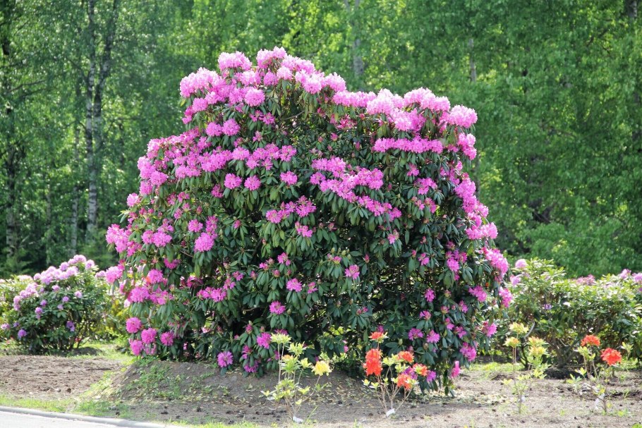 Азалия гейша Вейс