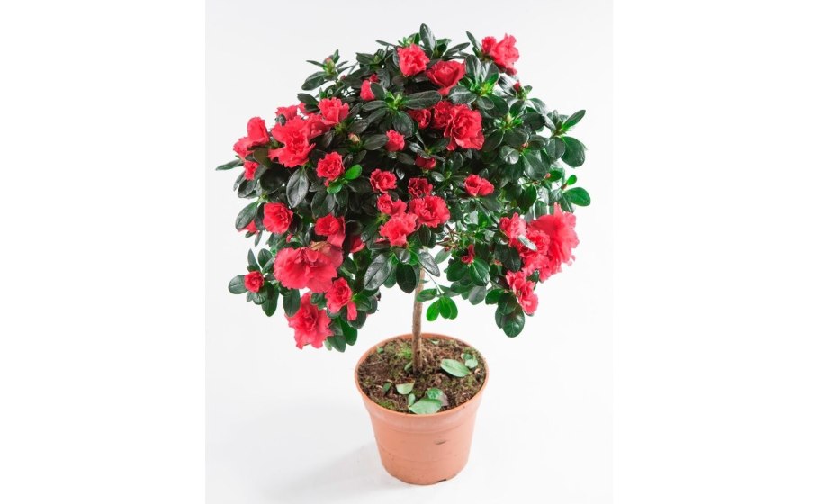 Рододендрон катевбинский Alfred