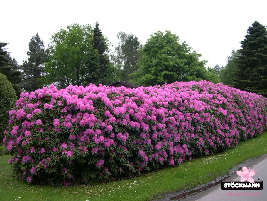 Рододендрон 'praecox'