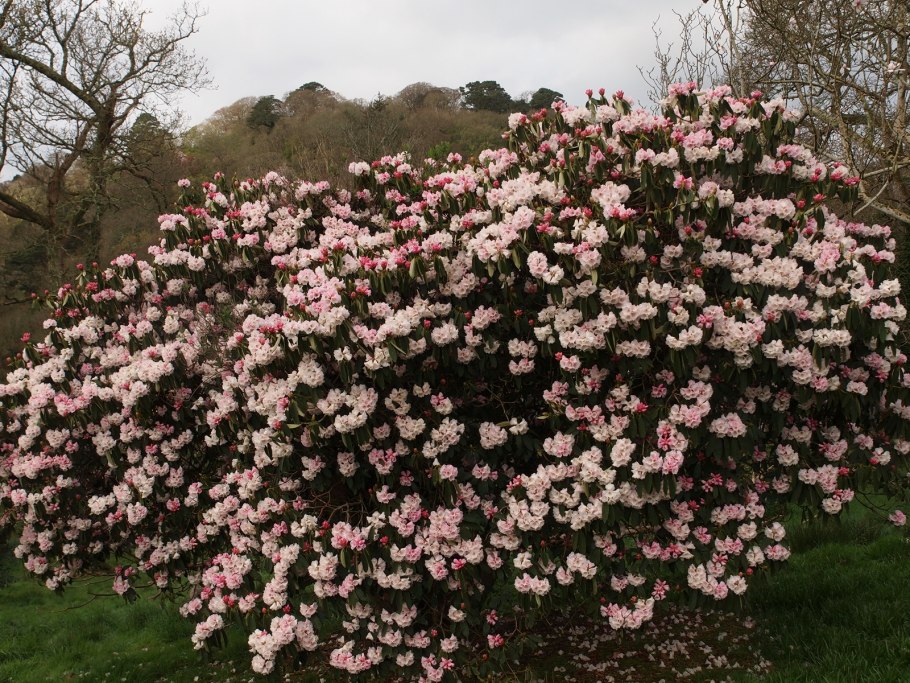 Рододендрон Silberwolke