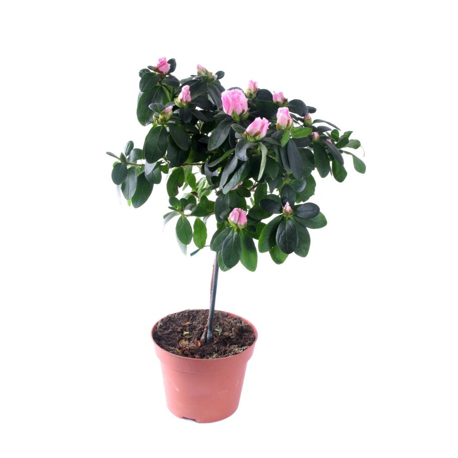 Штамбовая роза жакаранда