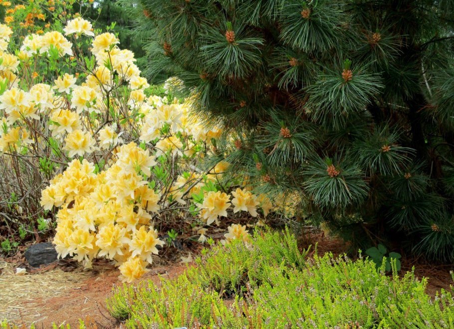 Рододендрон листопадный Голден Лайтс