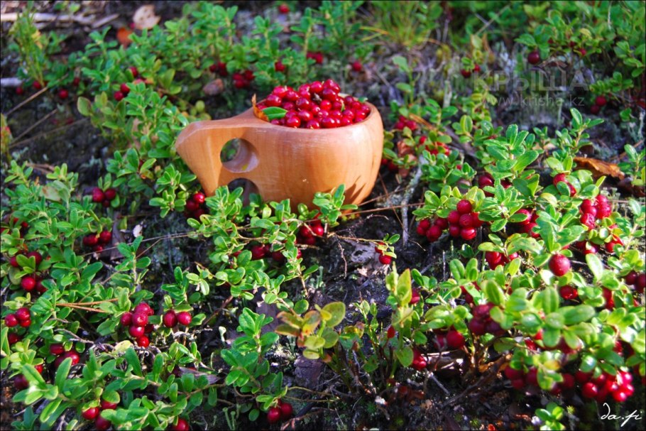 Брусника Мурманск