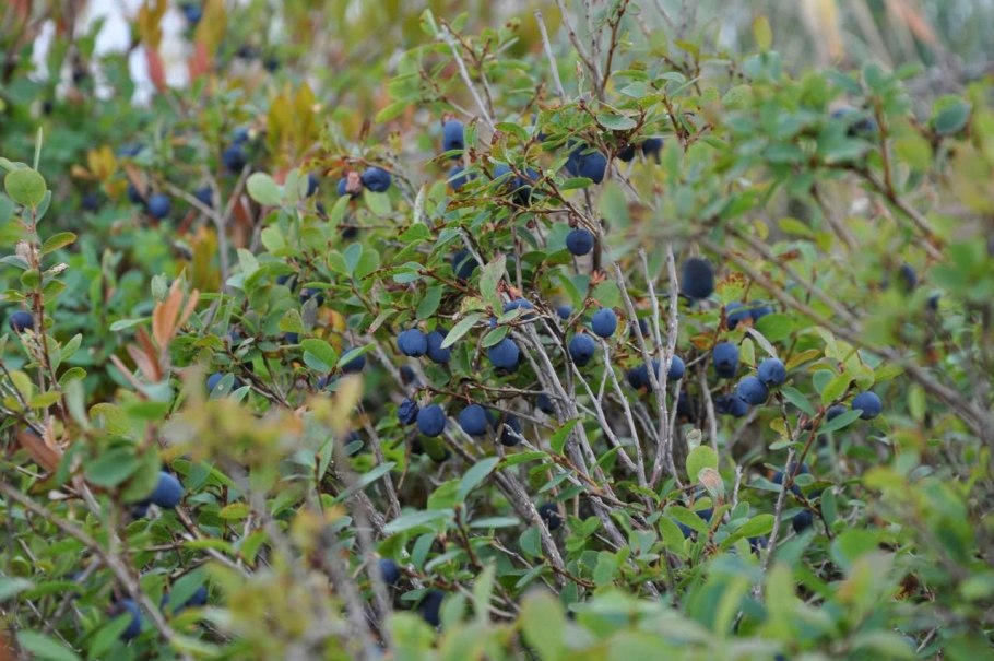 Голубика Сибирская Лесная