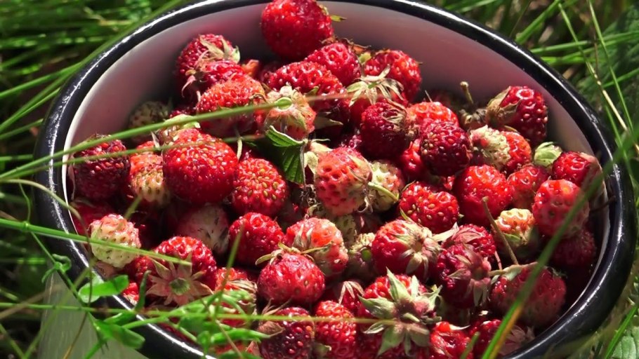 Клубника Шпанка