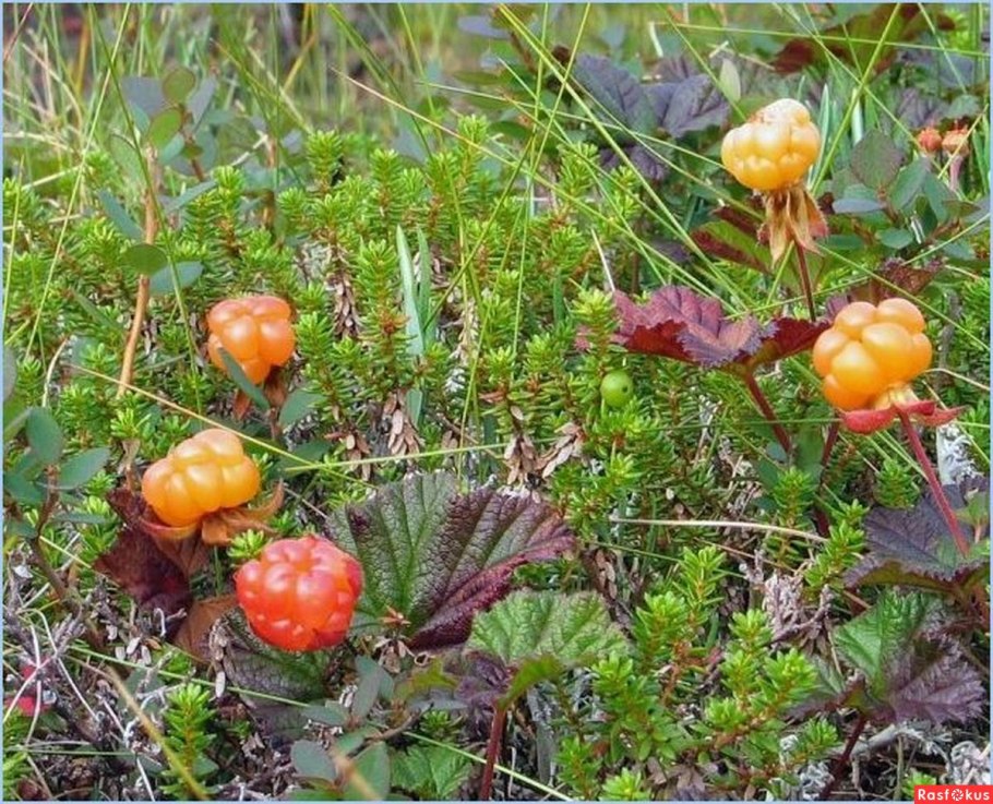 Морошка Болотная