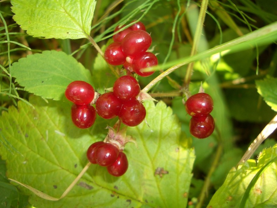 Костяника Сахалинская