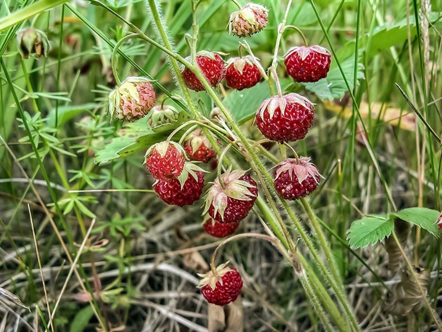 Лесная ягода клубника