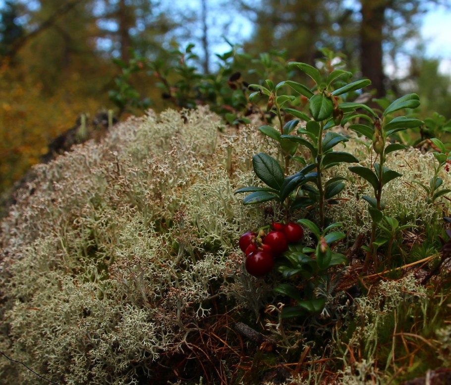 Ягель, Морошка, брусника