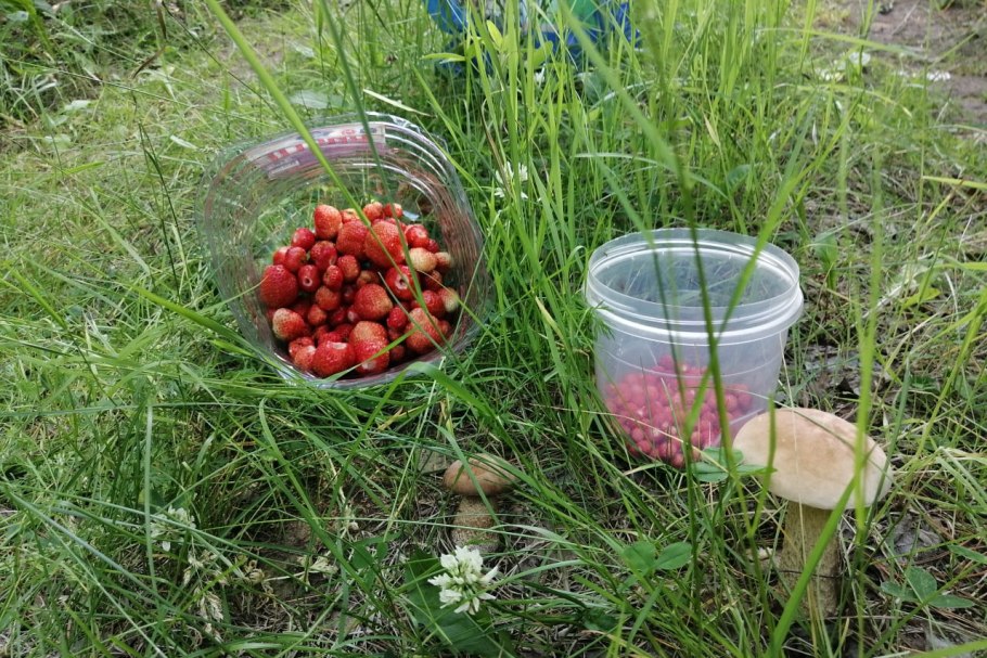 Грибы и ягоды Урала