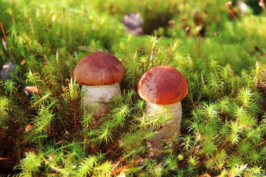 Грибы Южного Урала