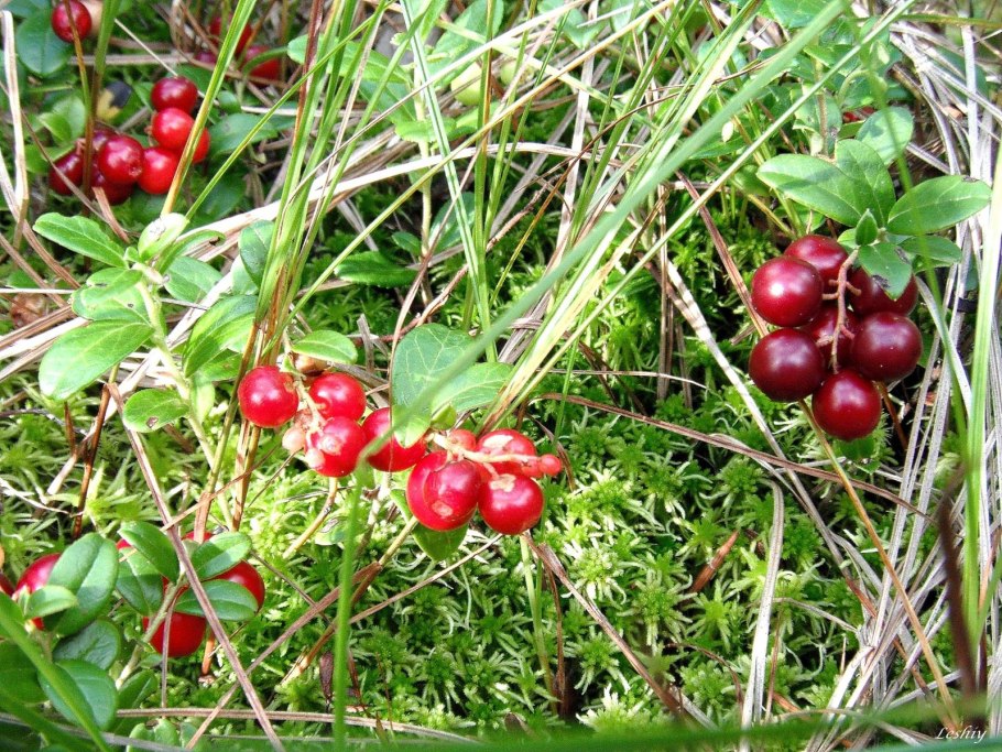 Клоповка Сахалинская ягода