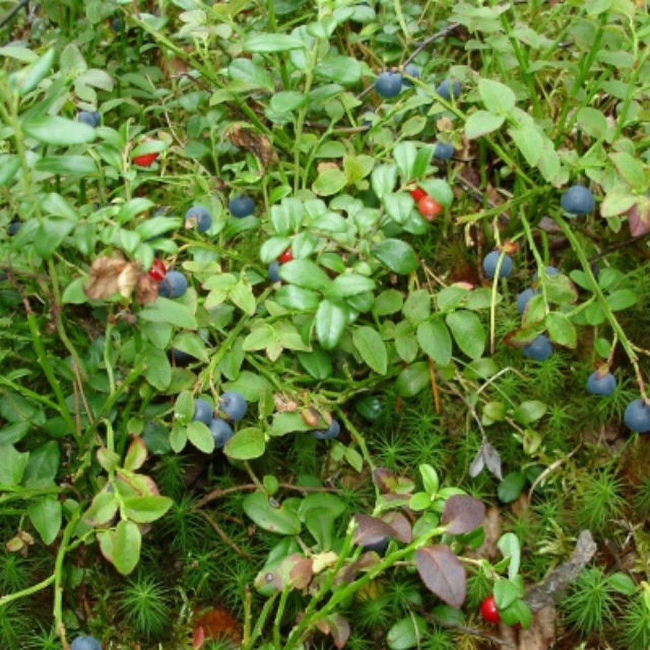 Мурманская голубика