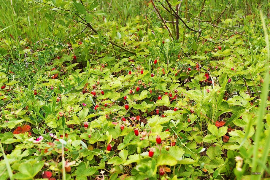 Земляника Лесная Полянка