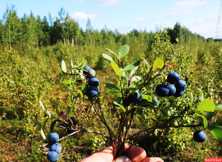 Голубика Лесная Таежная