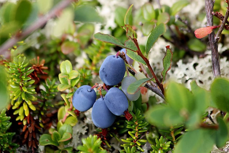 Голубика обыкновенная гонобобель