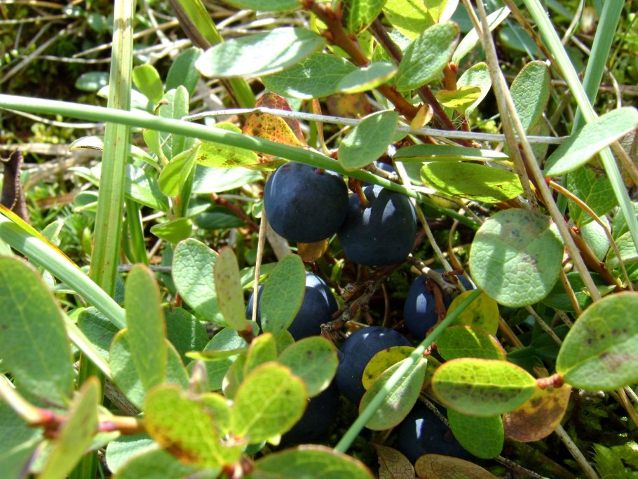 Черника Соловки