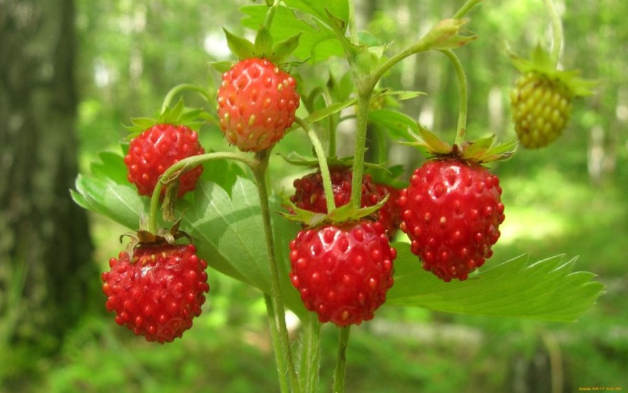 Земляника Лесная Таежная