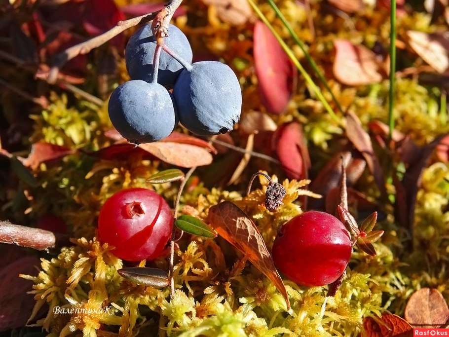 Голубика и клюква