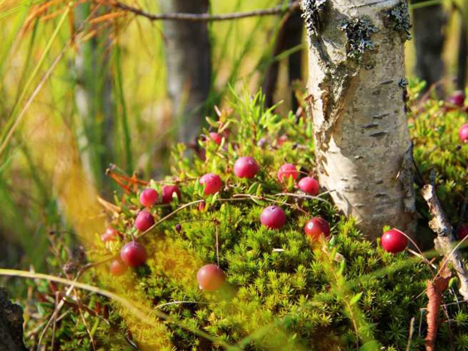 Клюква Болотная ягода