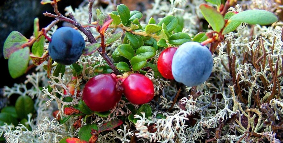 Олений мох ягель Карелия