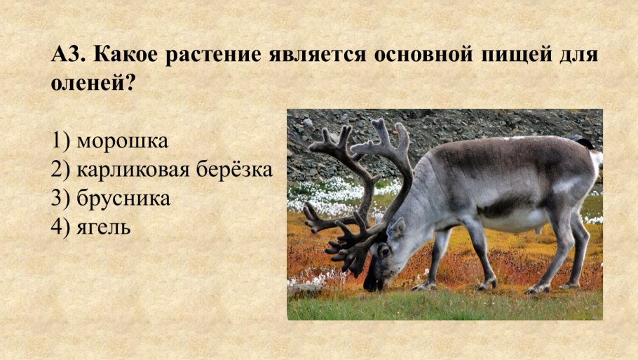 Карликовые березы Кольского полуострова