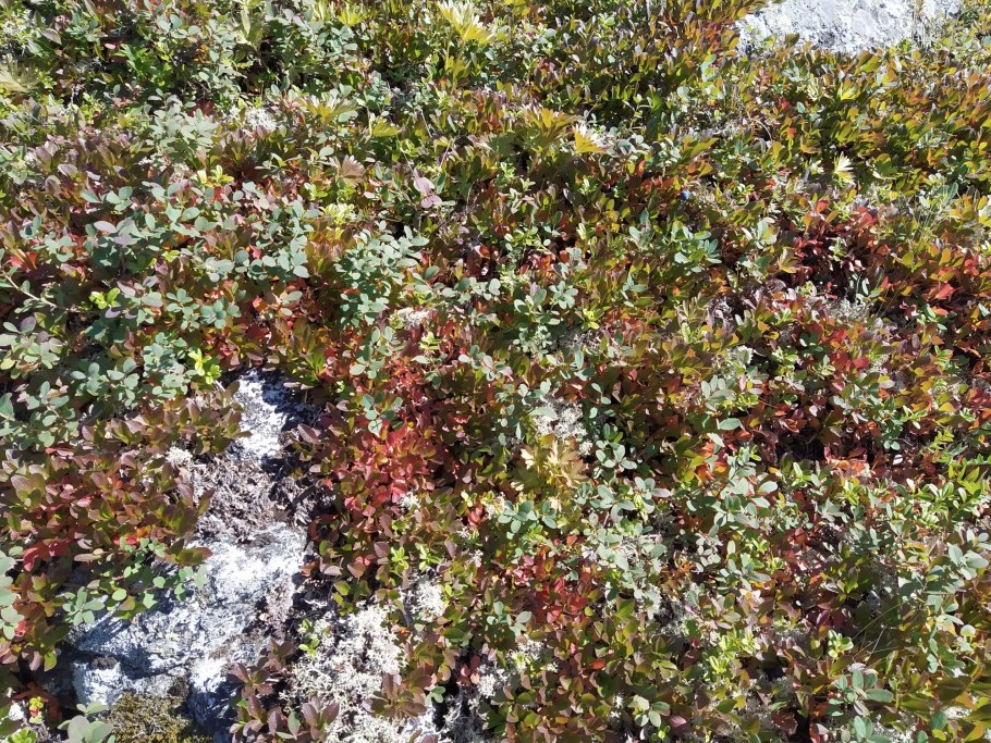 Карликовая береза в лесотундре