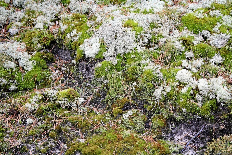 Береза карликовая Betula Nana