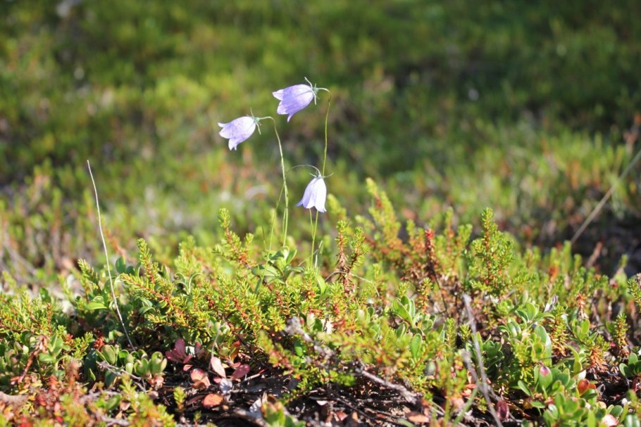 Ягель и карликовая береза фото