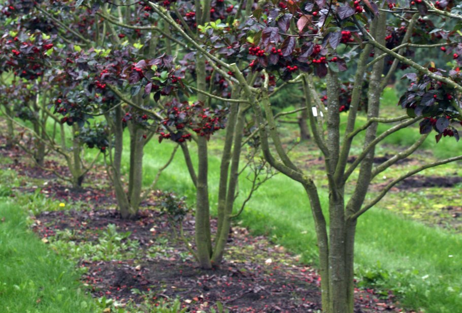 Плодовый сад кустарниковый