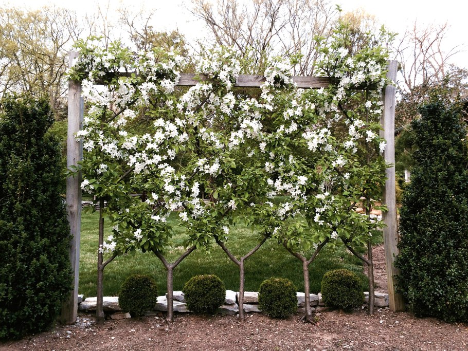 Яблоня Маковецкого шпалера