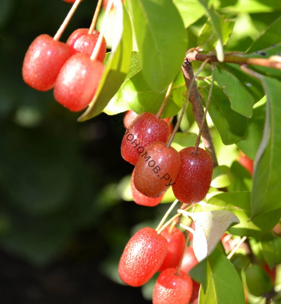 Гуми "Монерон" (лох многоцветковый)