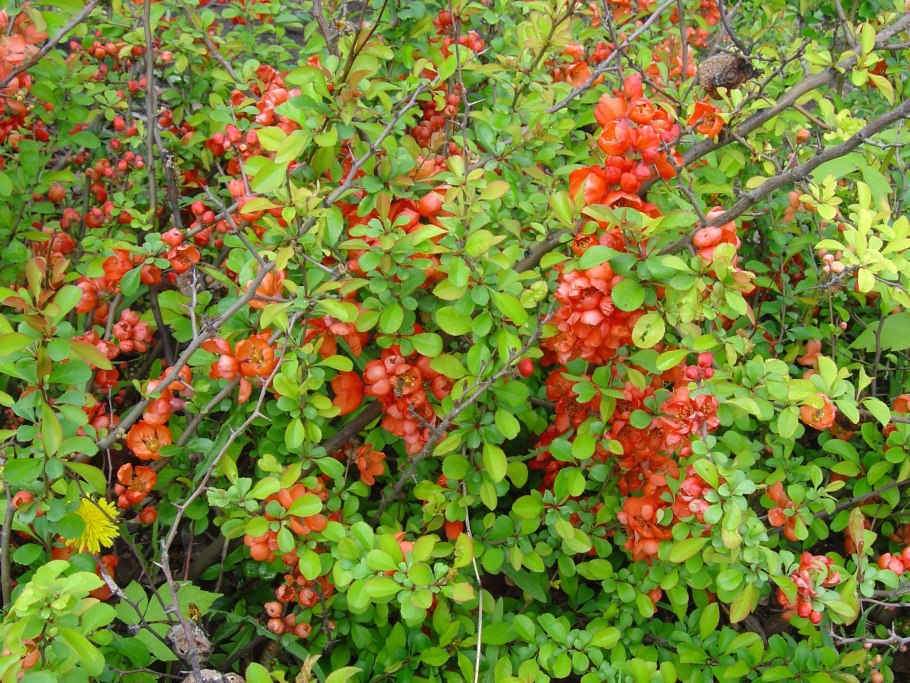 Хеномелес Вильморена