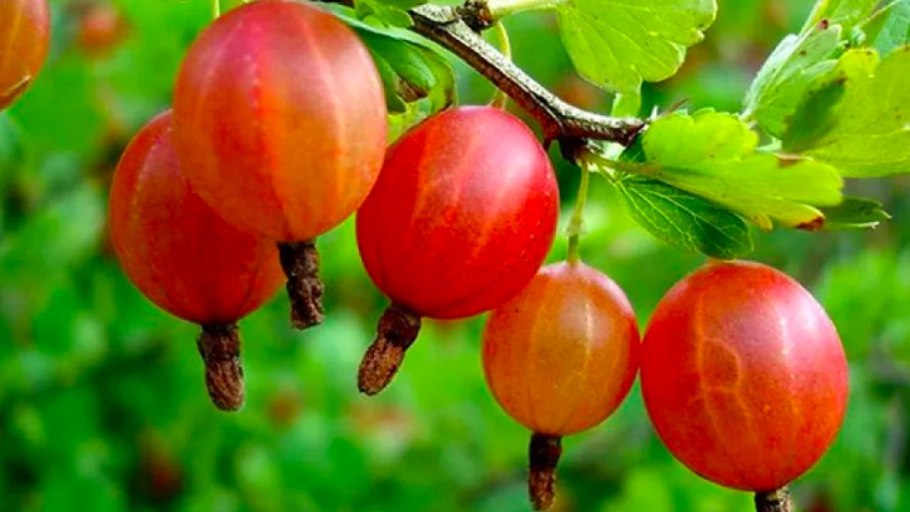 Крыжовник Краснославянский