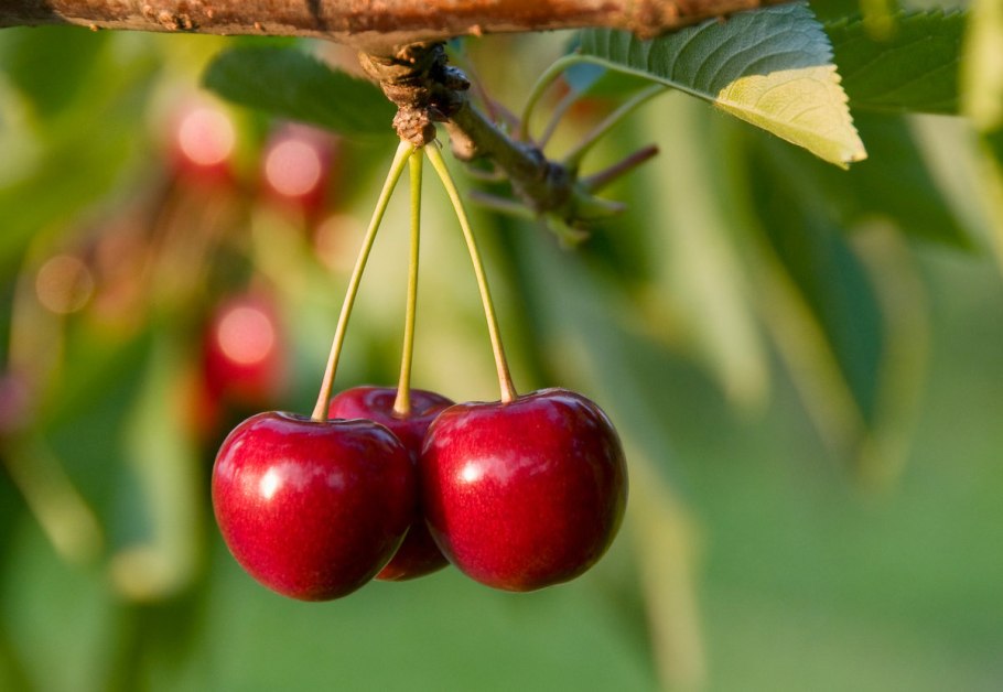 Вишня обыкновенная Cerasus vulgaris