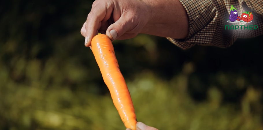 Морковь болеро f1 партнер