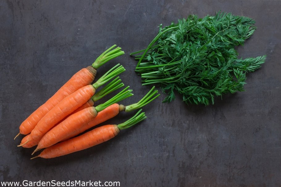 Семена СЕДЕК морковь Королева осени