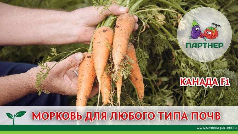 Морковь 1 штука