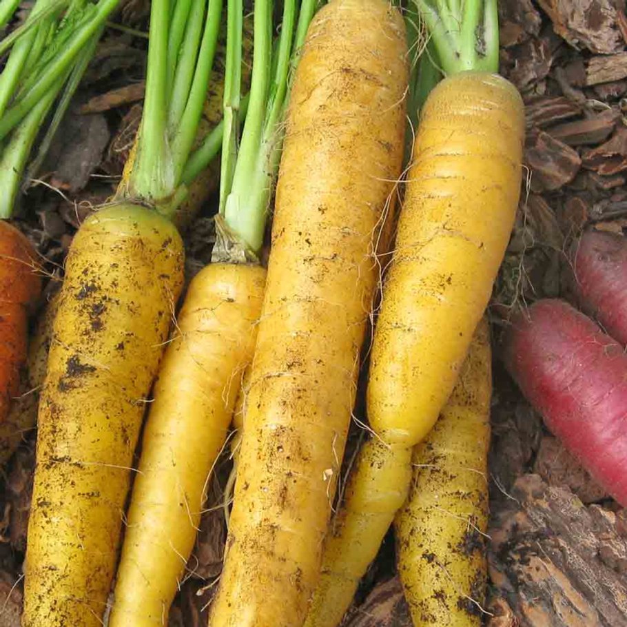 Овощи корнеплоды