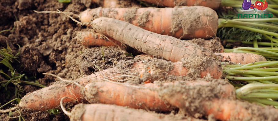 Семена морковь Сонькина любовь