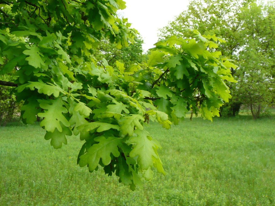 Дуб черешчатый (Quercus Robur)
