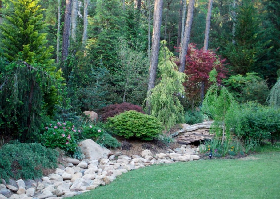 Сосна Пумилио Горная миксбордер