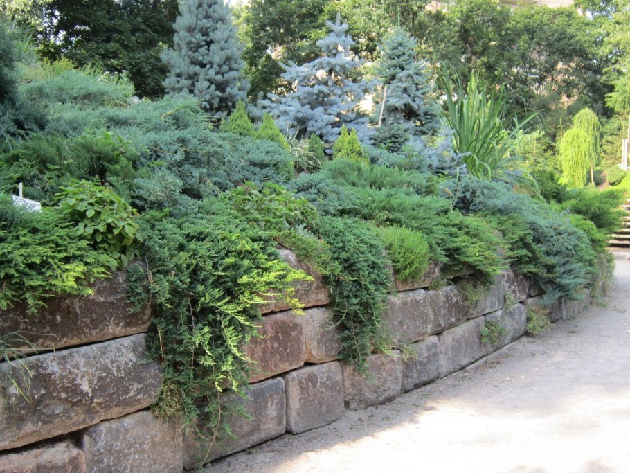 Сад хвойных растений Людмилы Авдониной