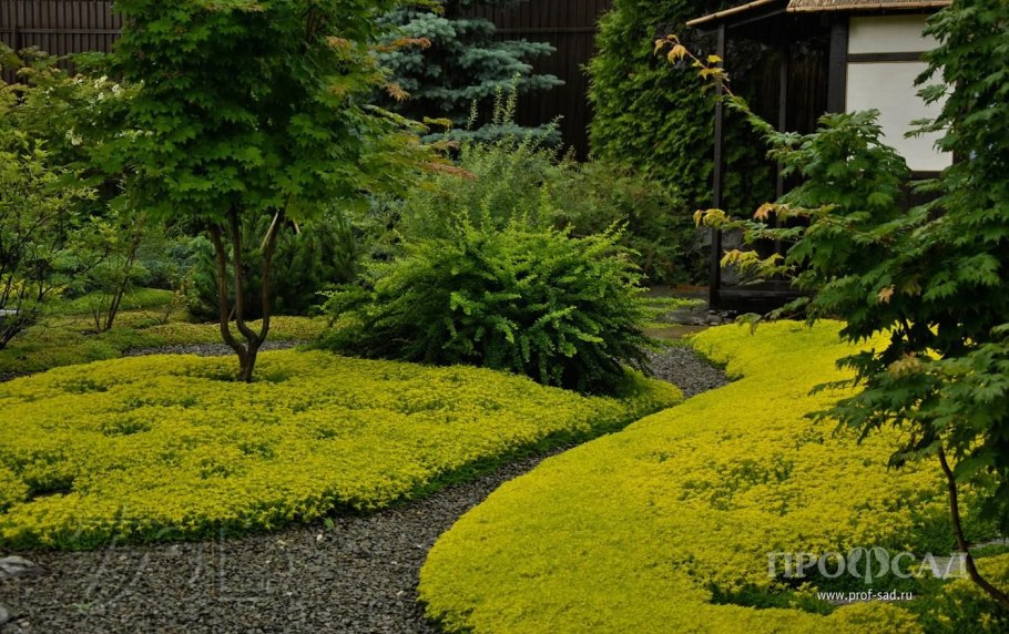 Можжевельник Блю Эрроу в миксбордере