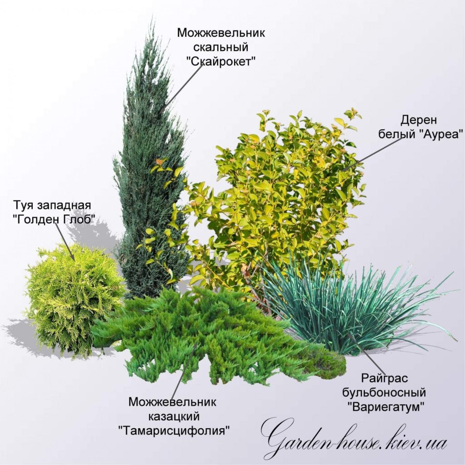 Блю Эрроу и гортензия